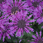 Load image into Gallery viewer, Bee Balm, Leading Lady Plum #1
