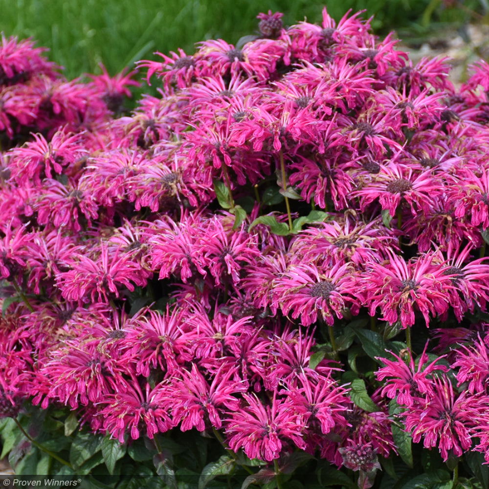 Bee Balm, Leading Lady Razzberry #1