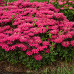 Load image into Gallery viewer, Bee Balm, Leading Lady Razzberry #1
