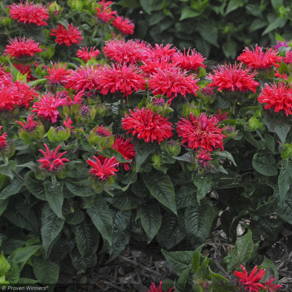 Bee Balm, Pardon My Cerise #1