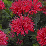 Load image into Gallery viewer, Bee Balm, Pardon My Cerise #1
