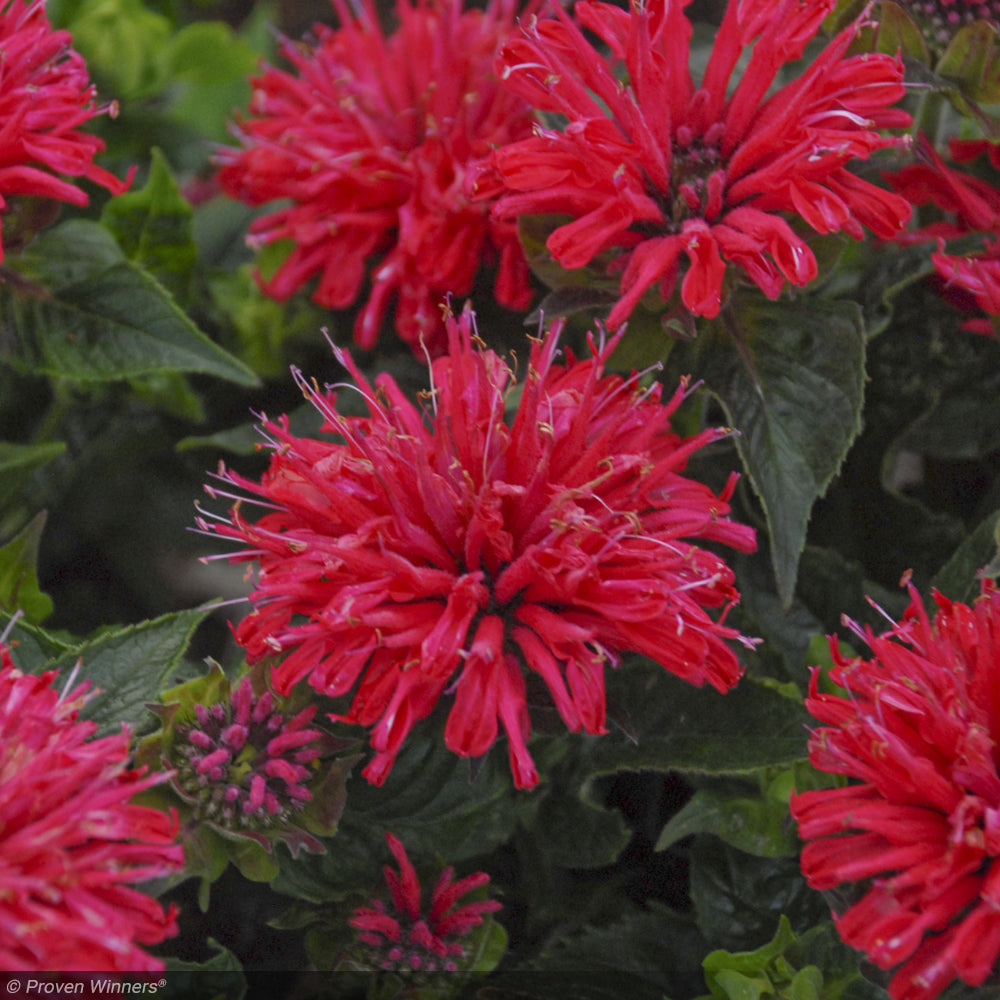 Bee Balm, Pardon My Cerise #1