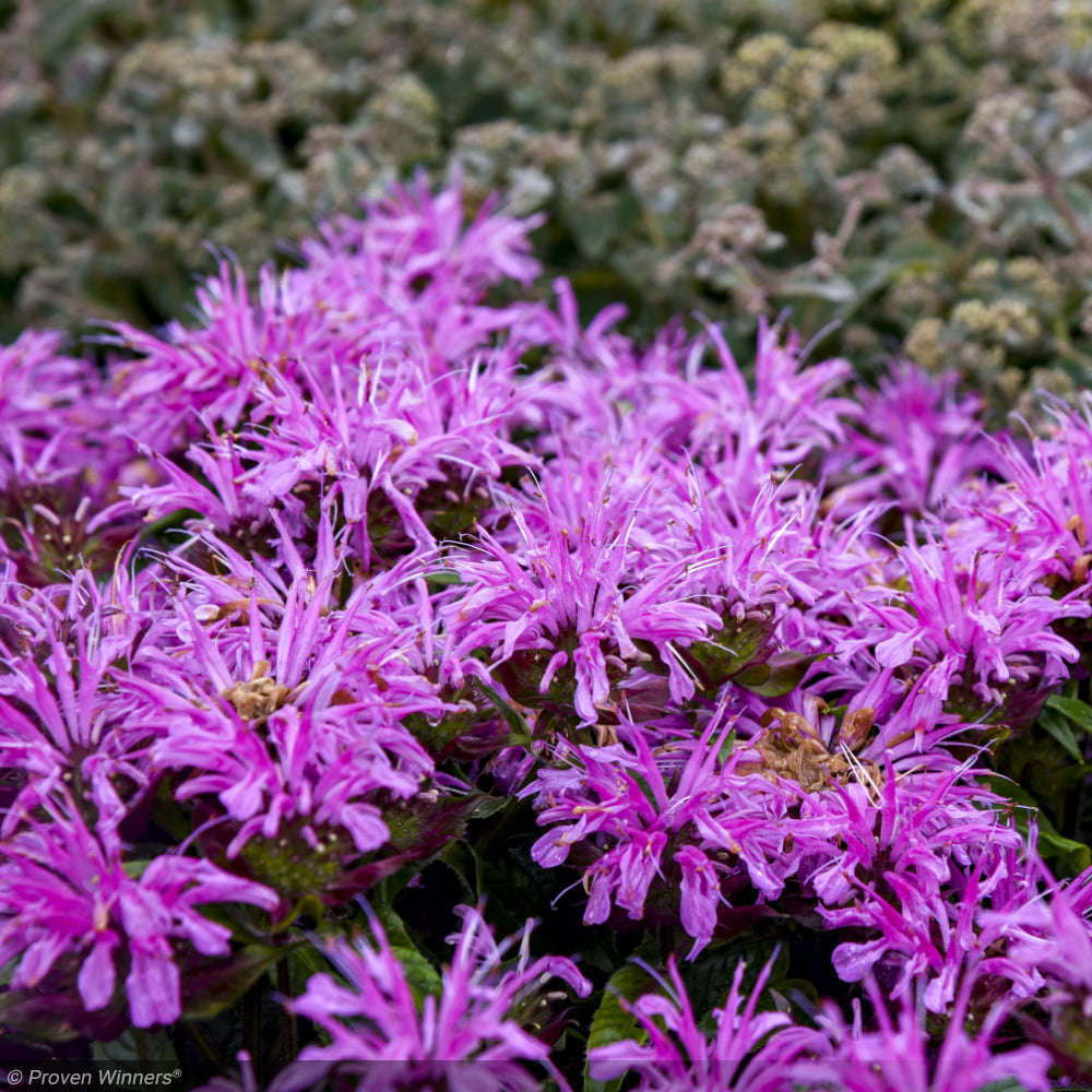 Bee Balm, Pardon My Lavender II #1