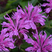 Bee Balm, Pardon My Lavender II #1
