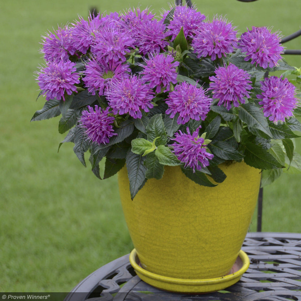 Bee Balm, Pardon My Purple #1