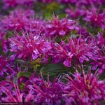 Load image into Gallery viewer, Bee Balm, Pardon My Purple #1
