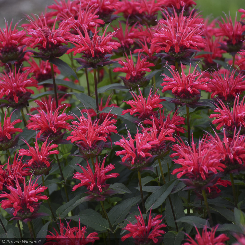 Bee Balm, Upscale Red Velvet #1