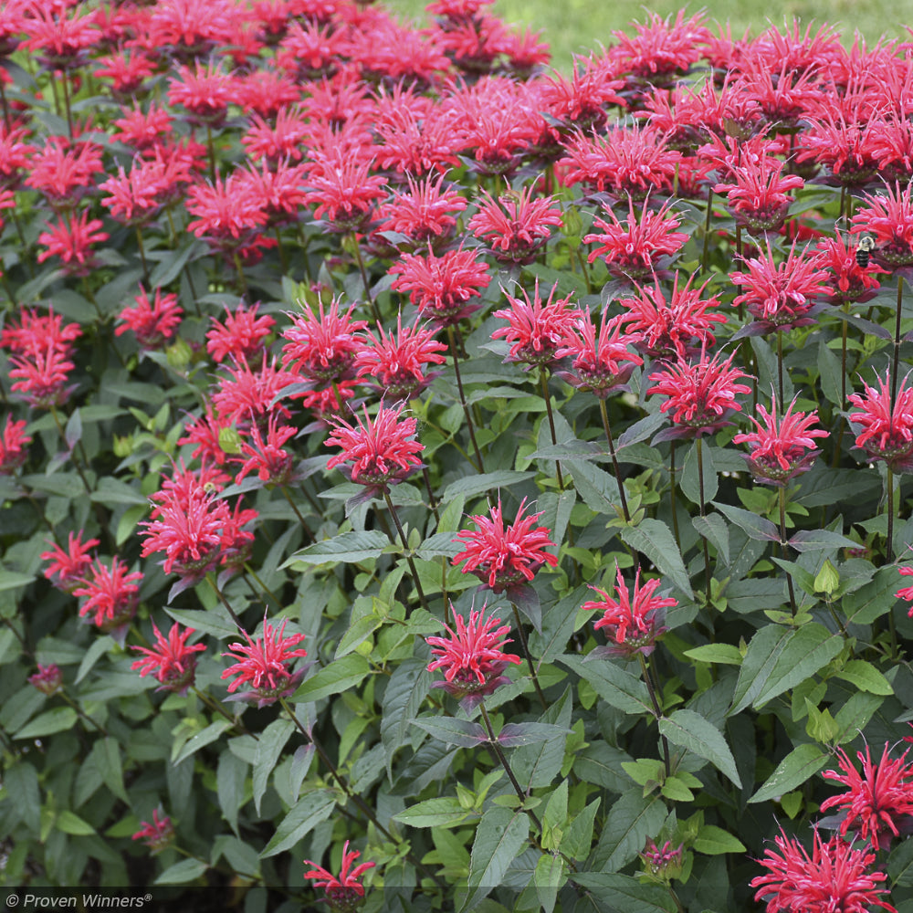 Bee Balm, Upscale Red Velvet #1