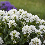 Bellflower, Angel Bells #1