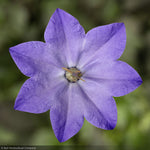 Load image into Gallery viewer, Bellflower, Cariboo Blue #1
