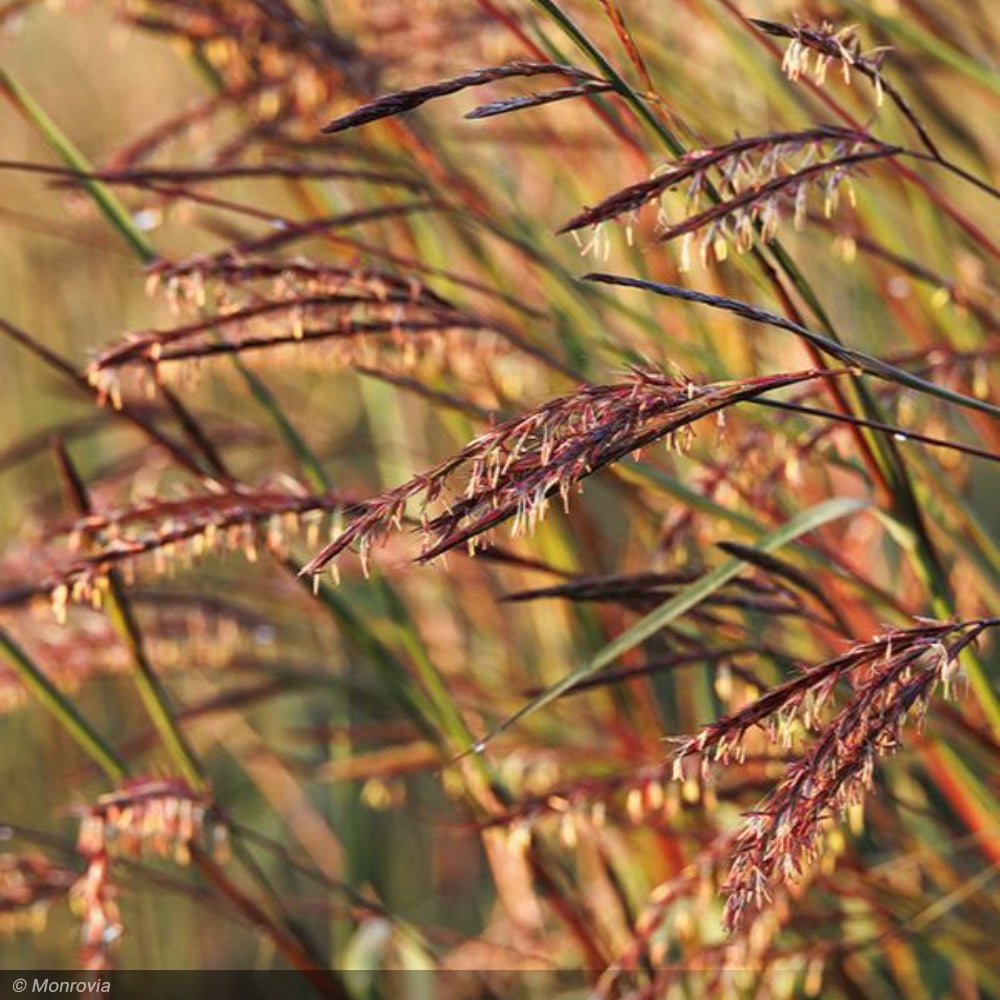 Big Bluestem Grass Blackhawks #2