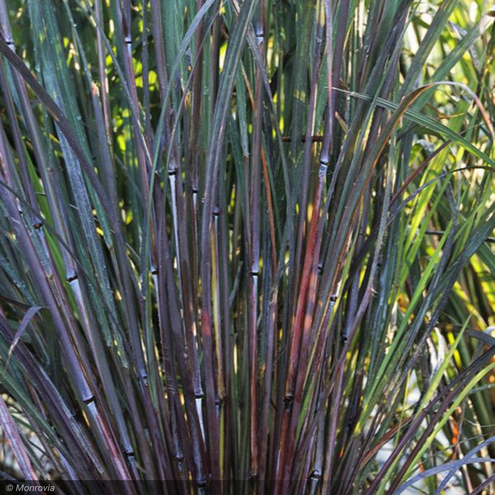 Big Bluestem Grass Blackhawks #2