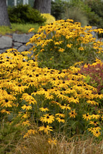 Load image into Gallery viewer, Black-Eyed Susan, Goldsturm #2