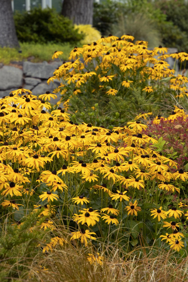Black-Eyed Susan, Goldsturm #2
