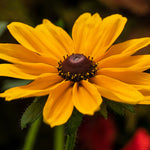 Load image into Gallery viewer, Black-Eyed Susan, Dakota Gold #1
