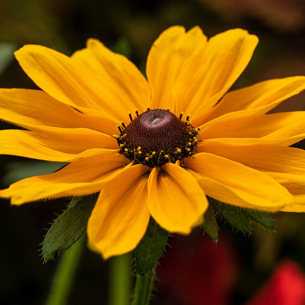 Black-Eyed Susan, Dakota Gold #1