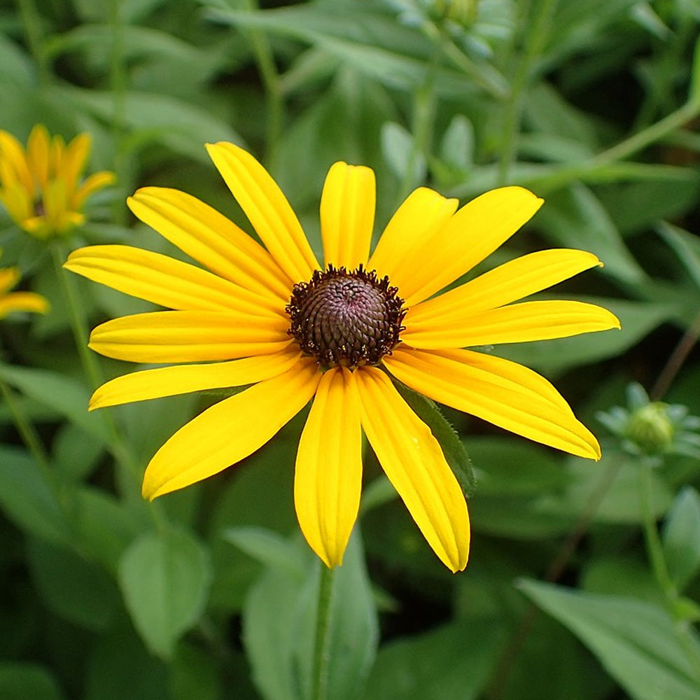 Black-Eyed Susan #1