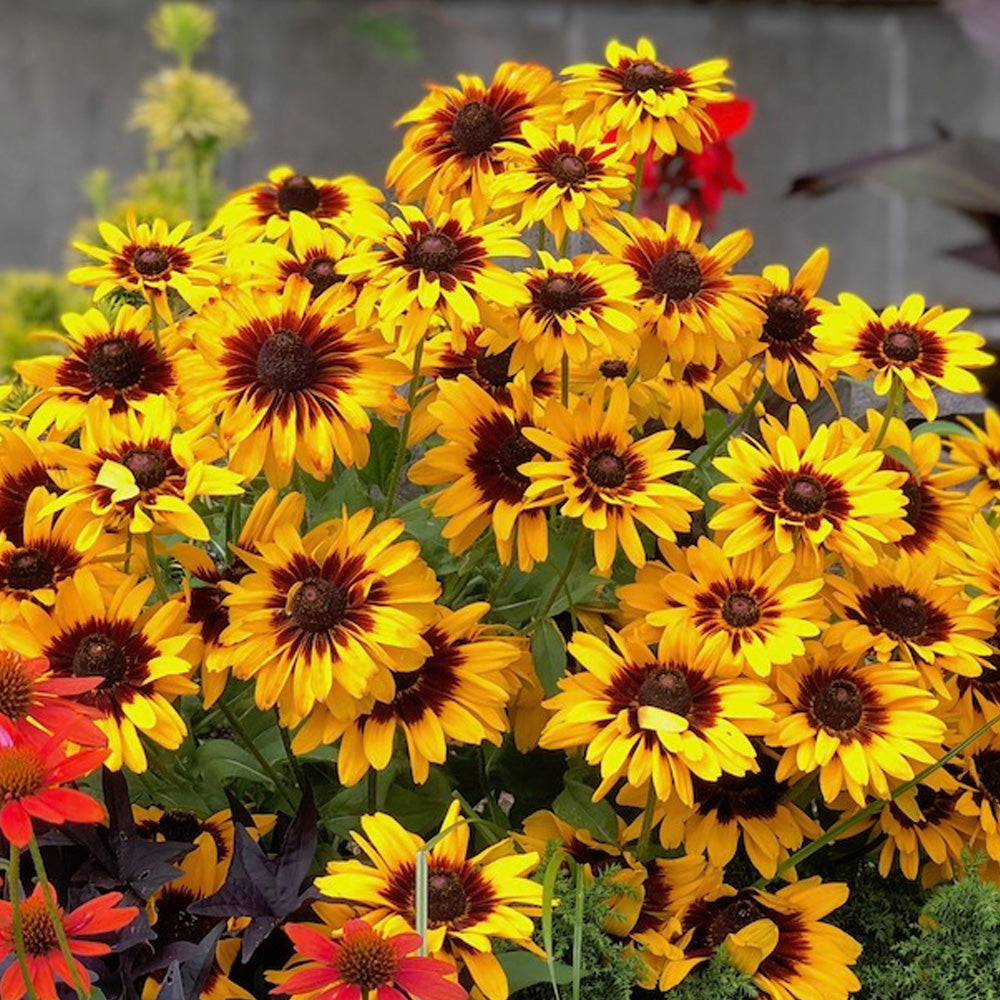 Black-Eyed Susan, MiniBeckia Flame #1