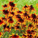 Load image into Gallery viewer, Black-Eyed Susan Prairie Glow#1
