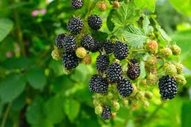 Blackberry, Navaho Ladder #5