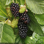 Load image into Gallery viewer, Blackberry, Superlicious #2
