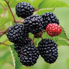 Blackberry, Sweet Ark Ladder #5