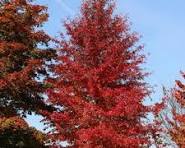 Black Gum, Red Splyndor #25