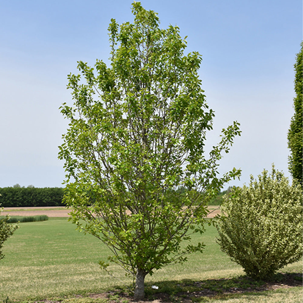 Blackgum, Tupelo Tower #15