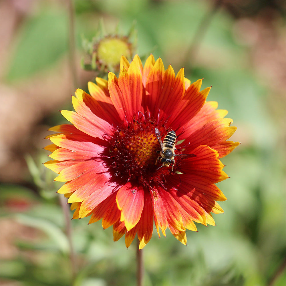 Gaillardia, Spintop Orange Halo #1