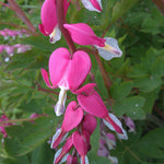 Load image into Gallery viewer, Bleeding Hearts, Pink #2