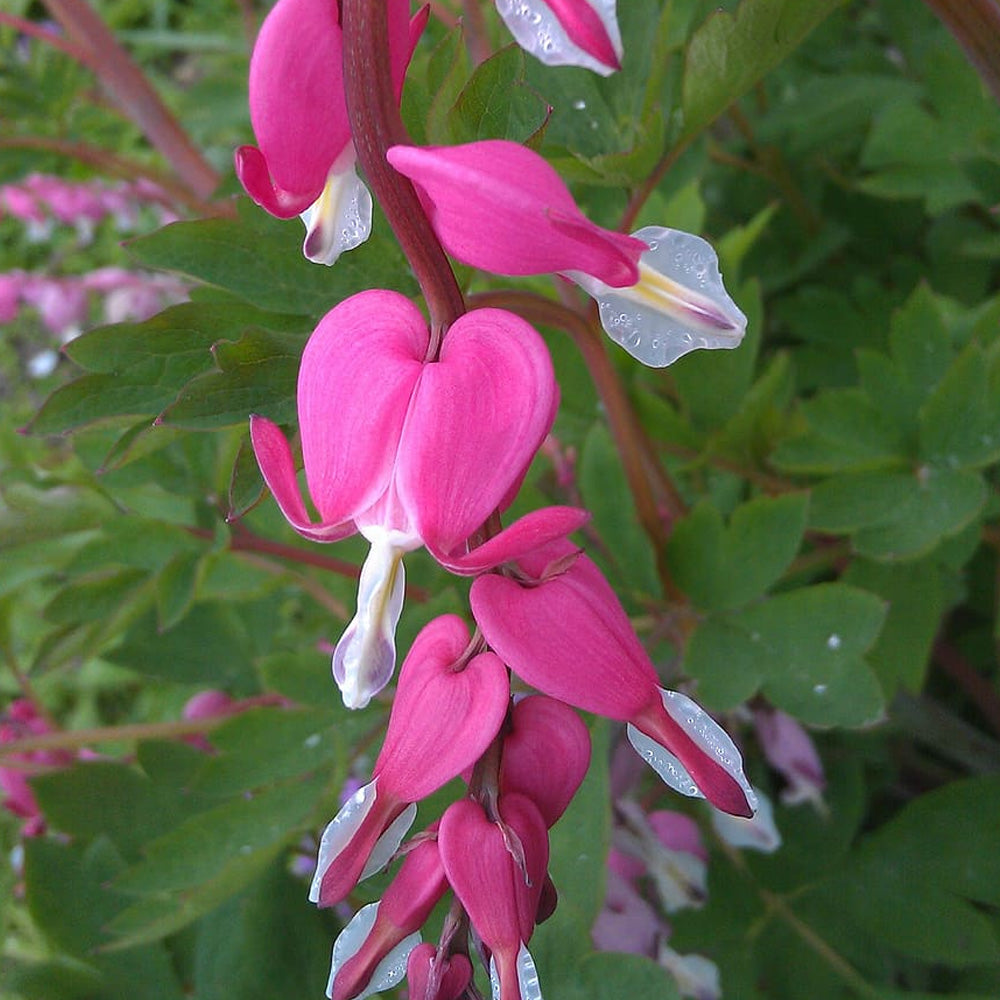 Bleeding Hearts, Pink #1