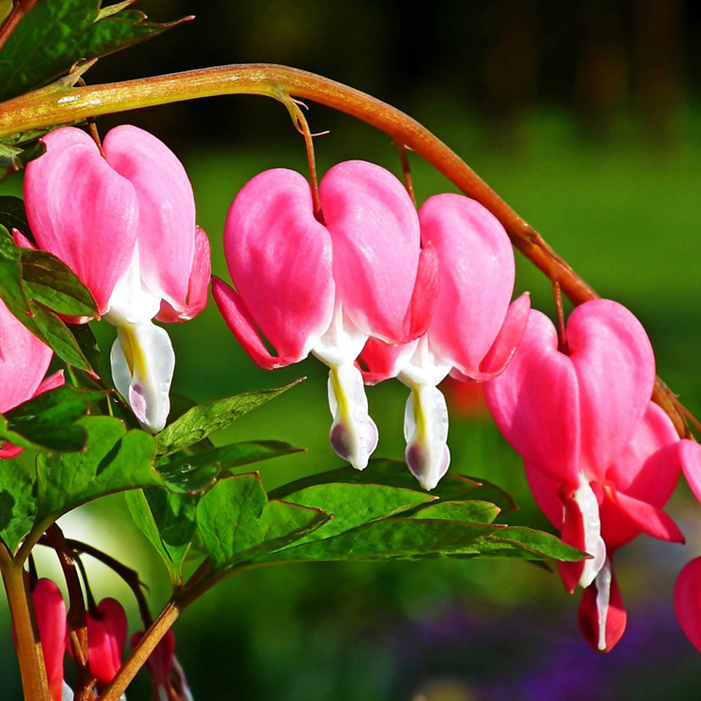 Bleeding Hearts, Pink #1