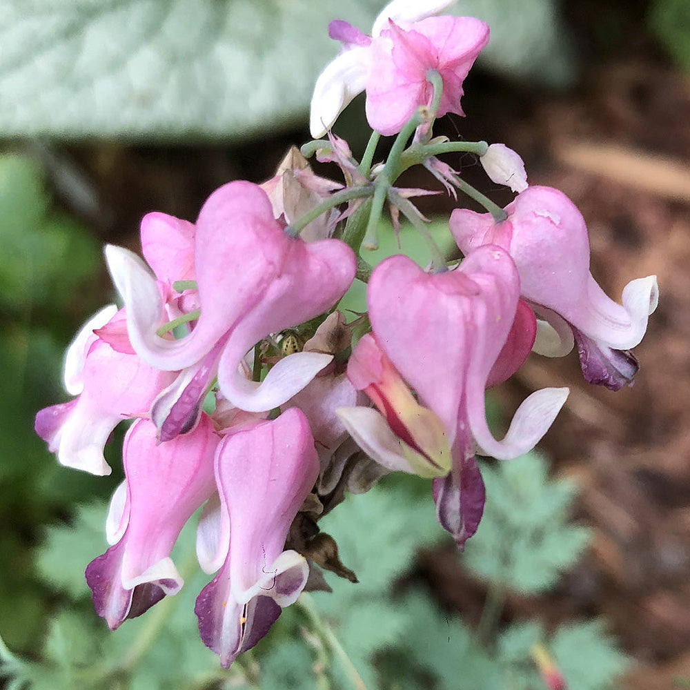 Bleeding Hearts, Pink Diamonds #1