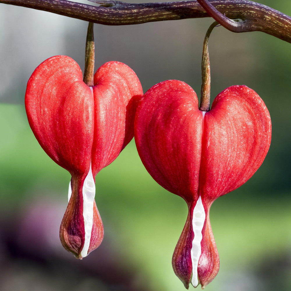 Bleeding Hearts, Valentine Bleeding Heart #1