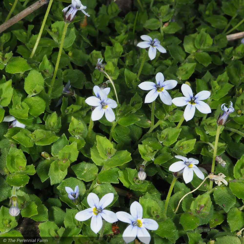 Blue Star Creeper #1