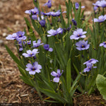 Load image into Gallery viewer, Blue Eyed Grass, Lucerne #1
