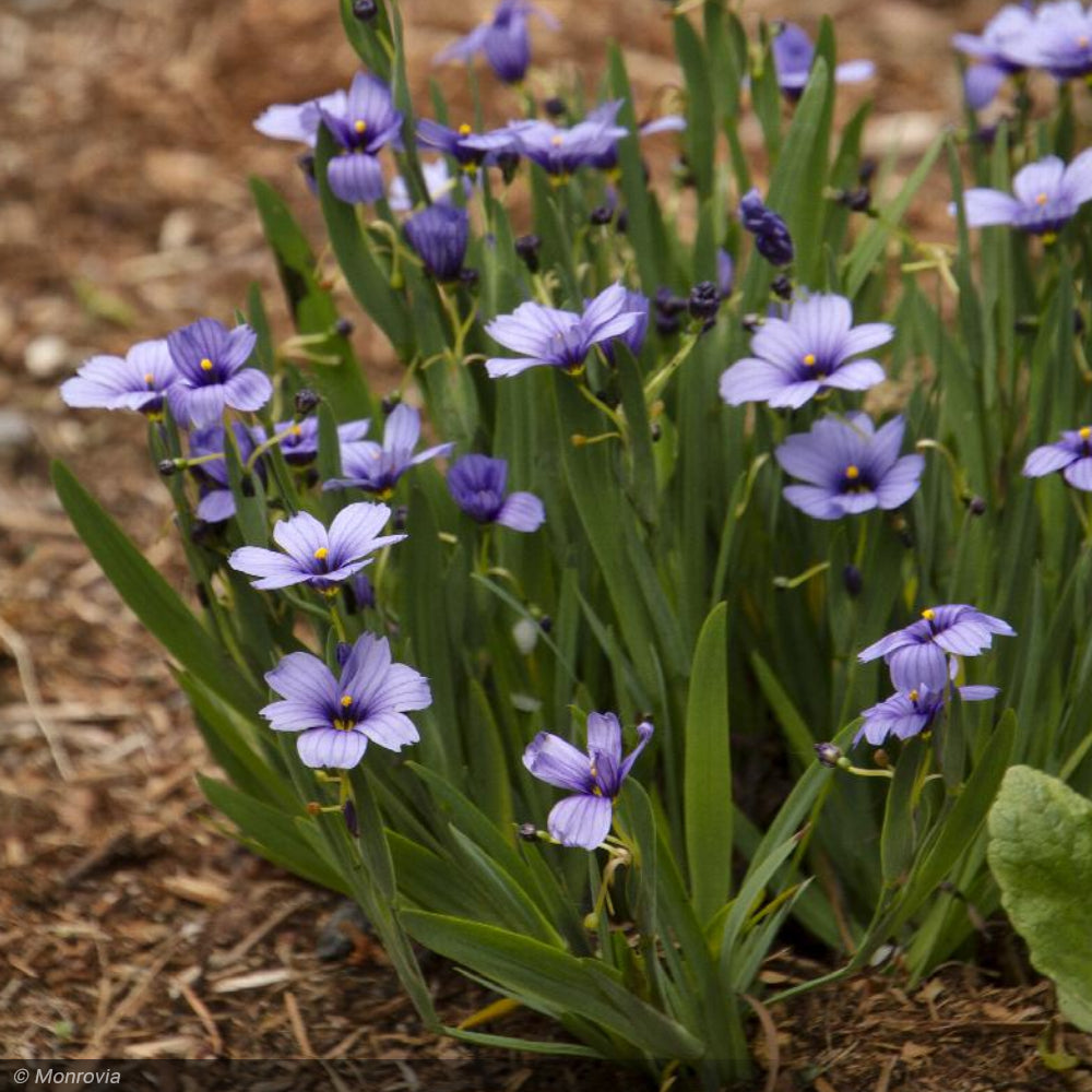 Blue Eyed Grass, Lucerne #1