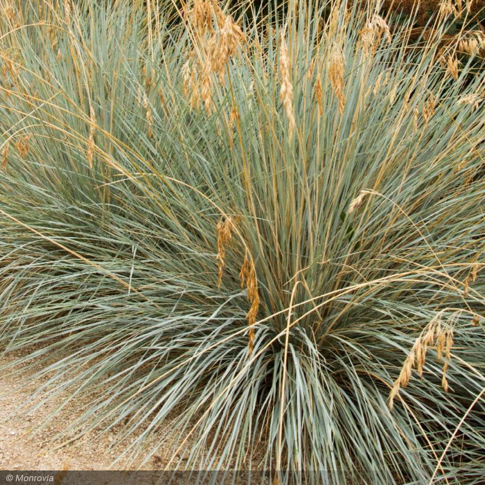 Blue Oat Grass Qt