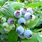 Load image into Gallery viewer, Blueberry, Blue Crop #3
