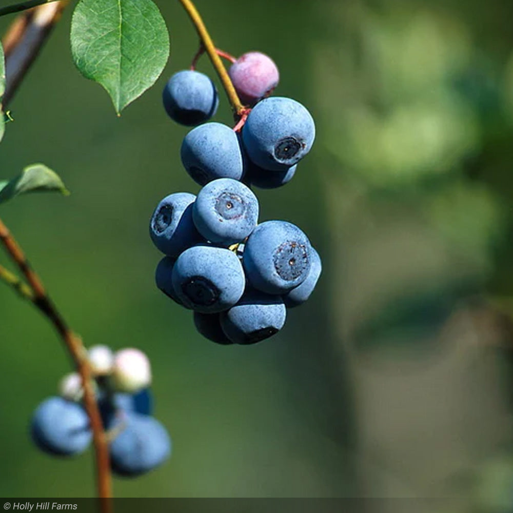 Blueberry, Blue Jay #3