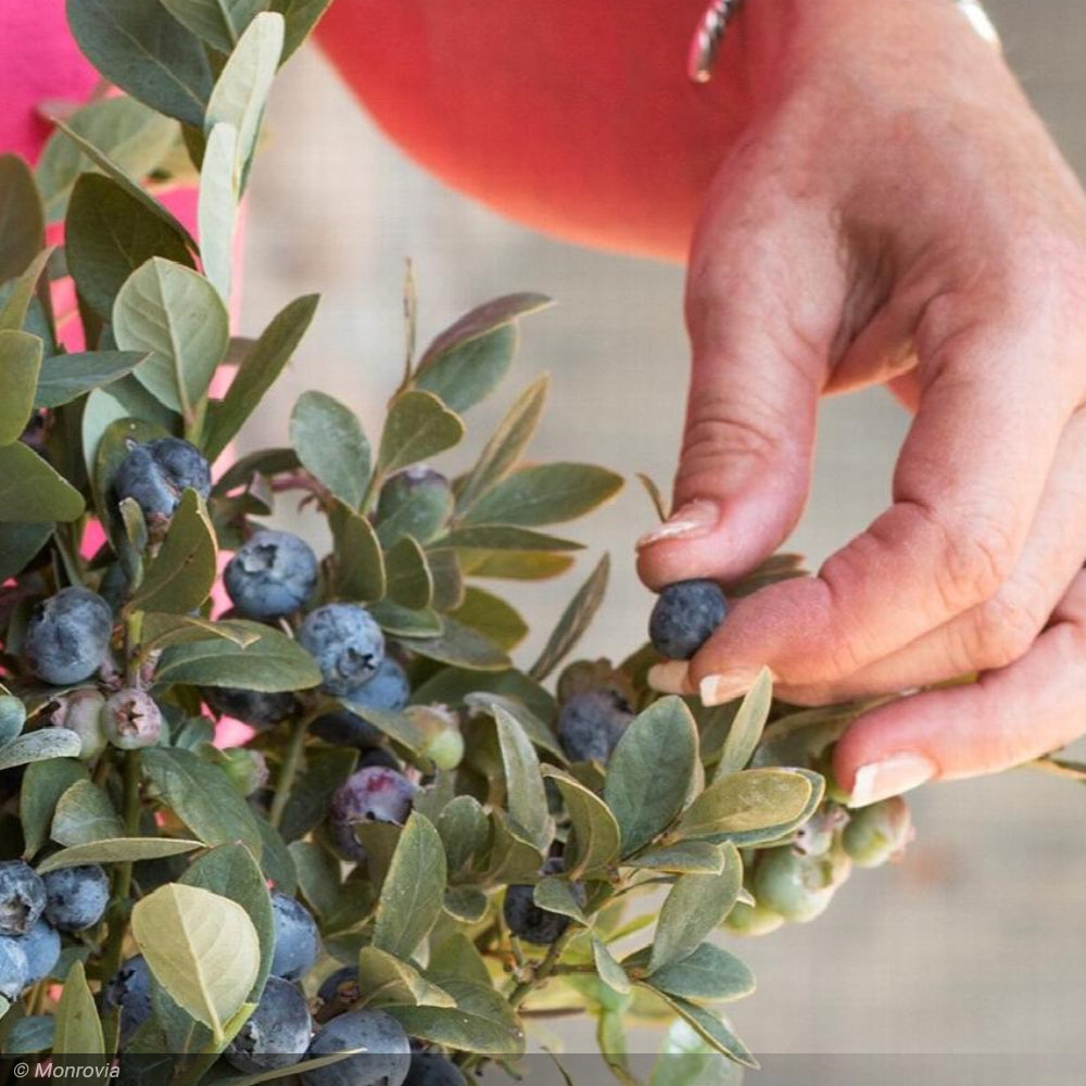 Blueberry, Bountiful Blue #2