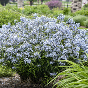 Bluestar, Storm Cloud #1