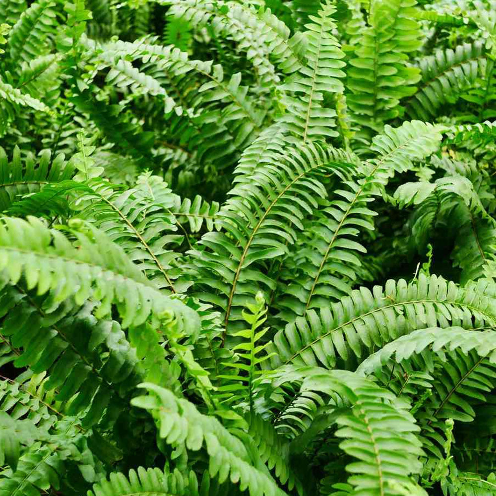 Trop, Boston Fern 8" HB