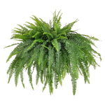 Load image into Gallery viewer, Trop, Boston Fern 10&quot; HB
