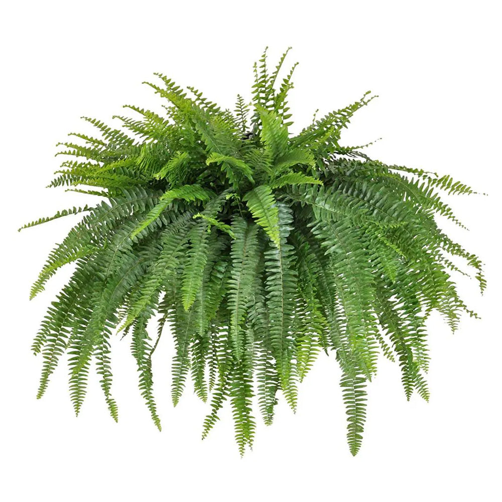 Trop, Boston Fern 10" HB