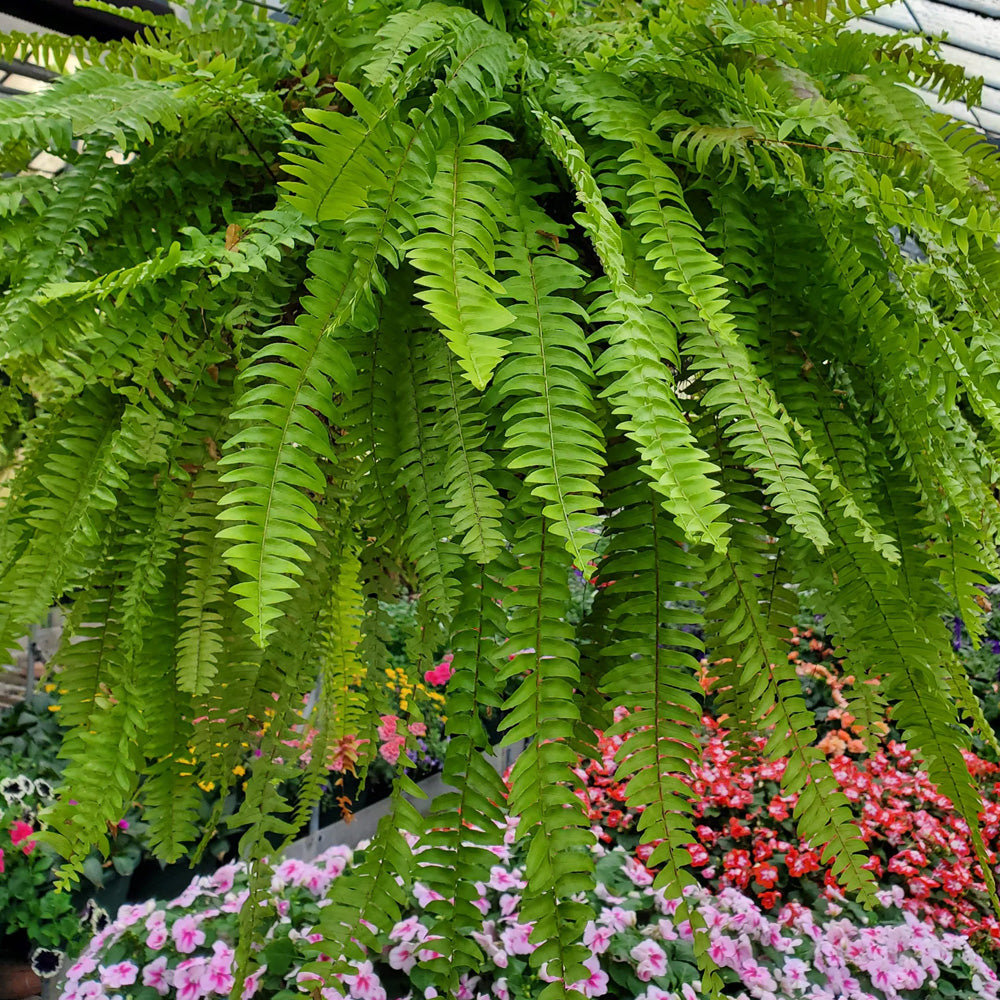 Trop, Boston Fern 10" HB