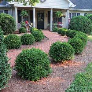 Boxwood, NewGen Liberty Belle #3