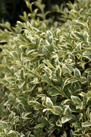 Boxwood, Variegated English #2