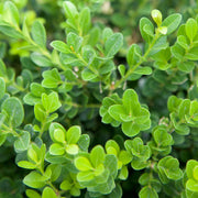 Boxwood, Baby Gem #10