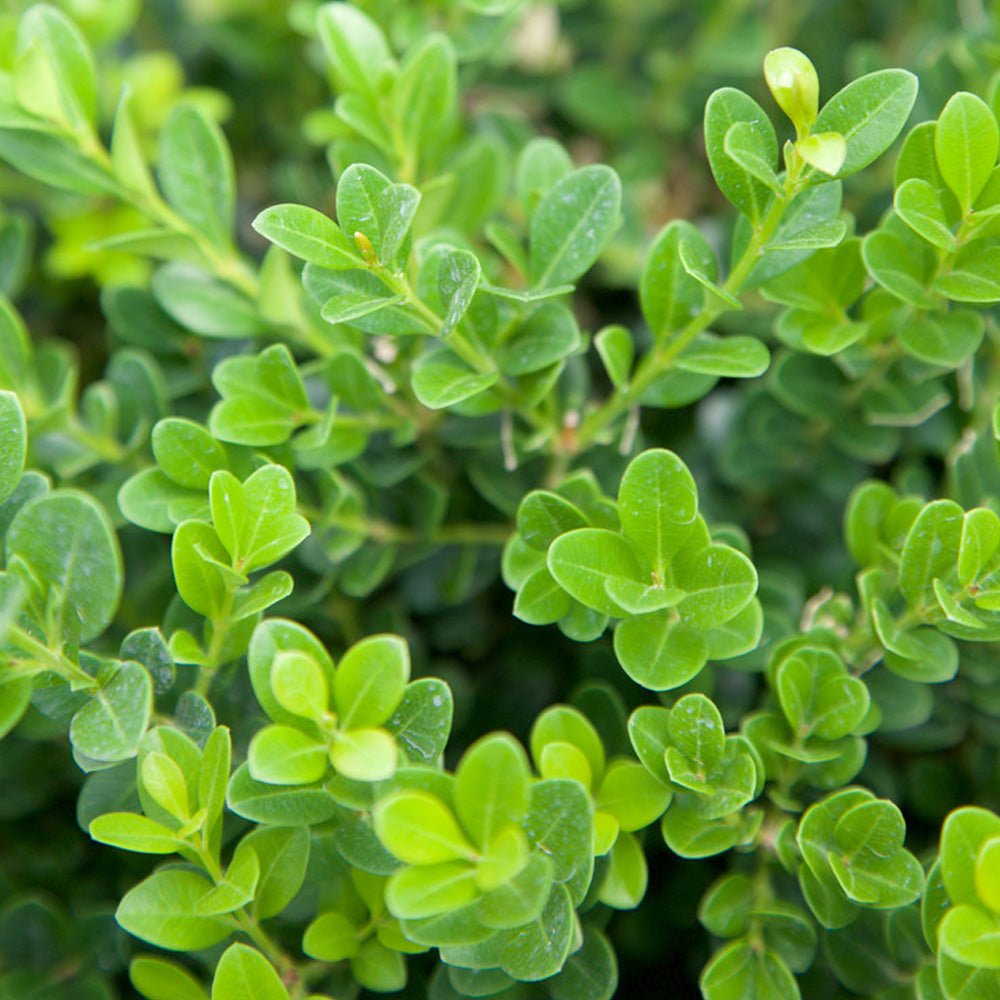 Boxwood, Baby Gem #3